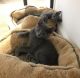 Russian Blue Cats for sale in Philadelphia, PA, USA. price: NA