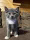 Russian Blue Cats for sale in Celina, TN 38551, USA. price: NA