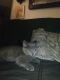 Russian Blue Cats for sale in Long Beach, CA 90805, USA. price: NA