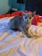 Russian Blue Cats for sale in Sewell, Mantua Township, NJ 08080, USA. price: $900