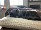 Russian Blue Cats for sale in Duluth, MN, USA. price: NA