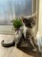Russian Blue Cats for sale in Gaithersburg, MD, USA. price: NA