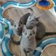 Russian Blue Cats for sale in Los Angeles, CA, USA. price: $750