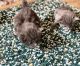 Russian Blue Cats for sale in New Orleans, LA, USA. price: $500
