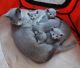 Russian Blue Cats for sale in West Hollywood, CA 90048, USA. price: NA