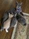 Russian Blue Cats for sale in Woodbridge, VA 22191, USA. price: $20