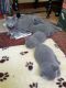Russian Blue Cats for sale in Ohio City, Cleveland, OH, USA. price: $680