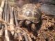 Russian Tortoise Reptiles for sale in Milwaukee, WI, USA. price: NA