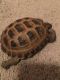 Russian Tortoise Reptiles for sale in Staten Island, NY, USA. price: $150