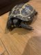 Russian Tortoise Reptiles for sale in Garden Grove, CA, USA. price: NA