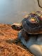 Russian Tortoise Reptiles for sale in Westminster, CO, USA. price: NA