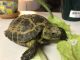Russian Tortoise Reptiles for sale in South Lebanon, OH, USA. price: NA