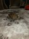 Russian Tortoise Reptiles