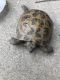 Russian Tortoise Reptiles for sale in Chicago Ridge, IL, USA. price: $200
