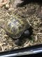 Russian Tortoise Reptiles for sale in Gresham, OR, USA. price: $200