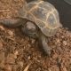 Russian Tortoise Reptiles for sale in Taylorsville, UT, USA. price: NA