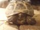 Russian Tortoise Reptiles for sale in Virginia Beach, VA 23453, USA. price: $200