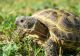 Russian Tortoise Reptiles for sale in Danville, IL 61832, USA. price: NA