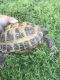 Russian Tortoise Reptiles for sale in Cleveland, OH, USA. price: $5,000
