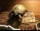 Russian Tortoise Reptiles for sale in Fishers, IN, USA. price: $35,000