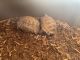 Russian Tortoise Reptiles for sale in Elk Grove, CA, USA. price: $200