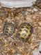 Russian Tortoise Reptiles for sale in Lehigh Acres, FL, USA. price: $100