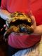 Russian Tortoise Reptiles for sale in 20 Lawton Ave, Lynn, MA 01902, USA. price: NA