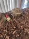 Russian Tortoise Reptiles for sale in Vero Beach, FL, USA. price: $250