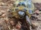 Russian Tortoise Reptiles for sale in Union, KY, USA. price: $250
