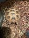 Russian Tortoise Reptiles for sale in 400 County Rd 3010, Lampasas, TX 76550, USA. price: NA