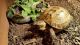 Russian Tortoise Reptiles for sale in Agua Dulce, CA 91390, USA. price: NA