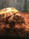 Russian Tortoise Reptiles for sale in Orlando, FL, USA. price: NA
