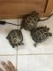 Russian Tortoise Reptiles for sale in Elk Grove, CA, USA. price: $120
