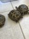 Russian Tortoise Reptiles