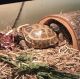 Russian Tortoise Reptiles for sale in Springfield, OH, USA. price: NA