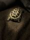Russian Tortoise Reptiles for sale in St Ann, MO, USA. price: NA