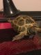 Russian Tortoise Reptiles for sale in 524 NE Sunnybrook Dr, Blue Springs, MO 64014, USA. price: NA