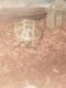 Russian Tortoise Reptiles for sale in North St Paul, MN 55109, USA. price: NA