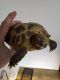 Russian Tortoise Reptiles for sale in Reading, PA 19602, USA. price: NA
