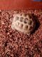 Russian Tortoise Reptiles for sale in Boise, ID, USA. price: NA