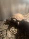Russian Tortoise Reptiles for sale in Allentown, PA, USA. price: NA
