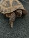 Russian Tortoise Reptiles for sale in Grand Rapids, MI, USA. price: NA