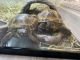 Russian Tortoise Reptiles for sale in Dana Point, CA, USA. price: NA