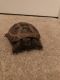 Russian Tortoise Reptiles for sale in Atlanta, GA, USA. price: $180
