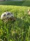 Russian Tortoise Reptiles for sale in Chalet Ln, Library, PA 15129, USA. price: NA