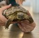 Russian Tortoise Reptiles for sale in Greenfield, IN 46140, USA. price: NA
