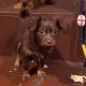 Russian Toy Terrier Puppies for sale in San Diego, CA, USA. price: $2,200