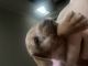 Russian Toy Terrier Puppies for sale in San Antonio, TX, USA. price: $200
