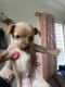 Russian Toy Terrier Puppies for sale in San Antonio, TX, USA. price: $125