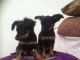Russian Toy Terrier Puppies for sale in Phoenix, AZ, USA. price: $200